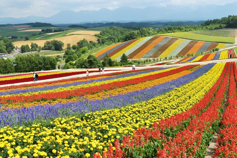 From Sapporo: Furano and Biei Vibrant Fields Tour - From Sapporo to Furano’s Farm Tomita