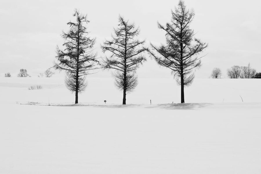 From Sapporo: Furano and Biei Vibrant Fields Tour - Taking in the Biei Hills