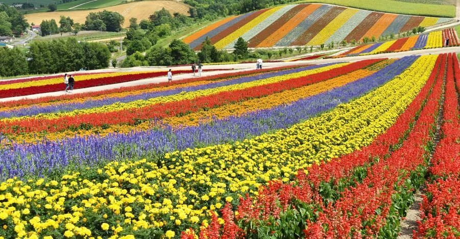 From Sapporo: Furano and Biei Vibrant Fields Tour - What the private vehicle changes