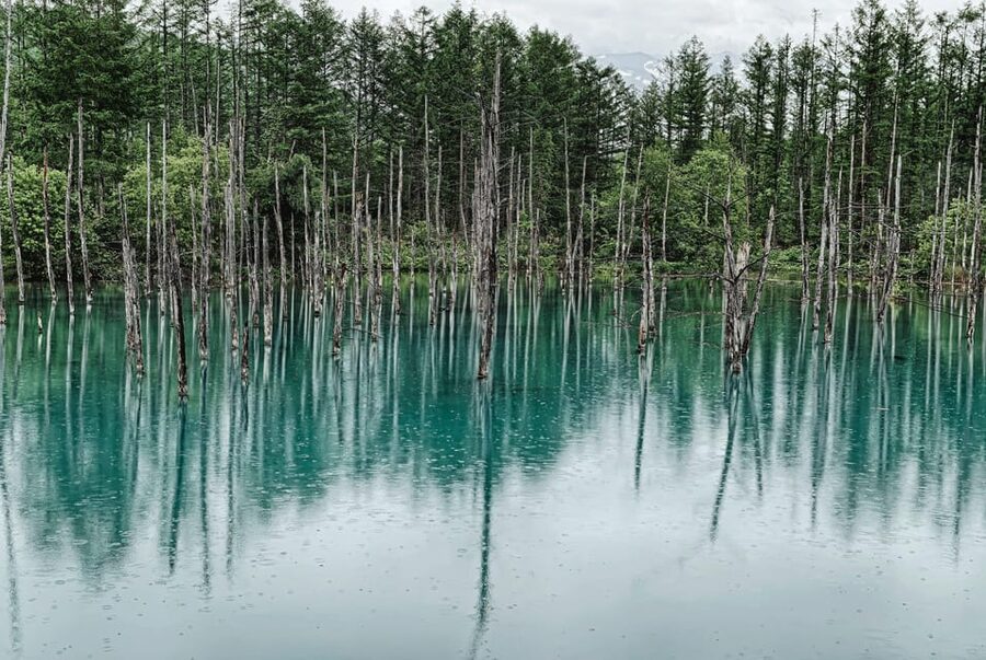 From Sapporo: Furano and Biei Vibrant Fields Tour - Who should book this Furano and Biei tour?