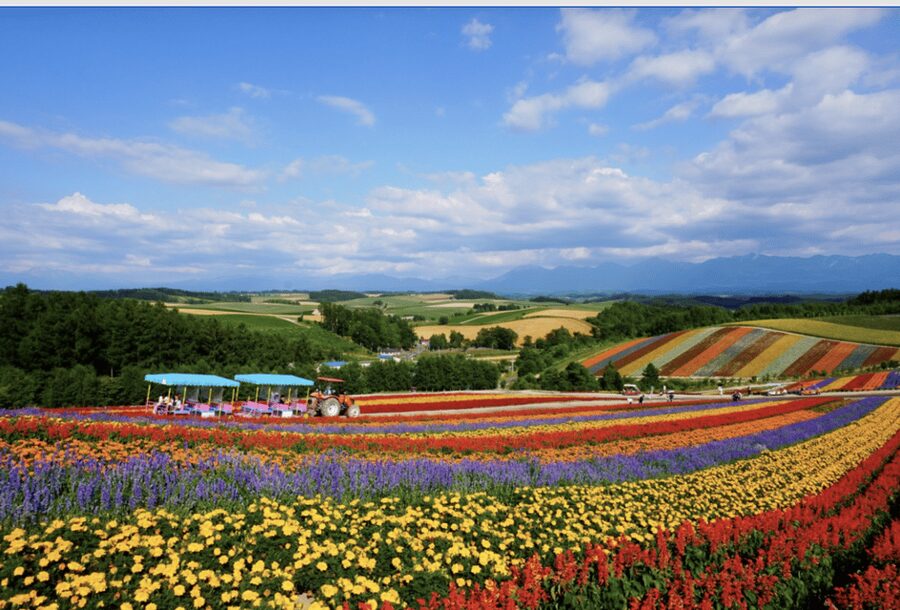 From Sapporo : Hokkaido Furano Tomita Farm Joiner Tour - Why this day trip makes sense from Sapporo