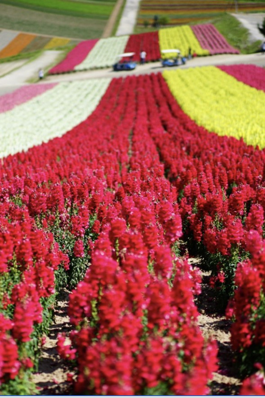From Sapporo : Hokkaido Furano Tomita Farm Joiner Tour - What changes during the November to March route