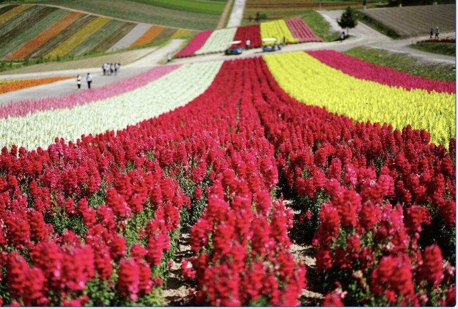 From Sapporo : Hokkaido Furano Tomita Farm Joiner Tour - Rolling through the countryside on Roller Coaster Road