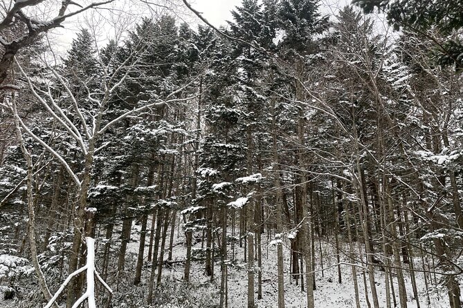 Full Day Snowshoeing Adventures with Onsen. - The real value of the $216.85 price
