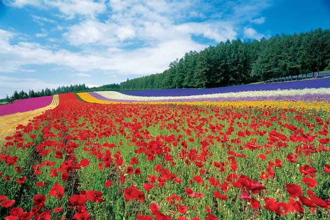 Furano & Biei 6 hour Tour: English Speaking Driver only, No Guide - Key points to know before booking