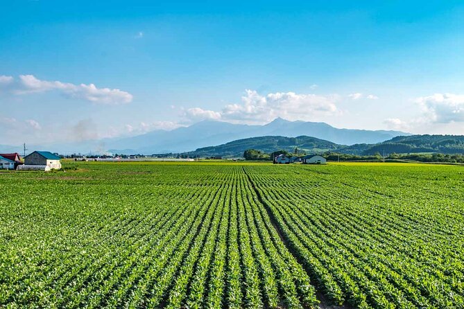 Furano & Biei 6 hour Tour: English Speaking Driver only, No Guide - Furano Cheese Factory for a hands-on food stop