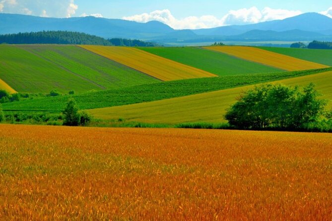 Furano & Biei 6 hour Tour: English Speaking Driver only, No Guide - Zerubunoka Atomunooka for broad Biei views