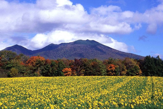 Furano & Biei Customised Private Day Tour (Up to 3 Pax/11 Hours) - Choosing one of four routes
