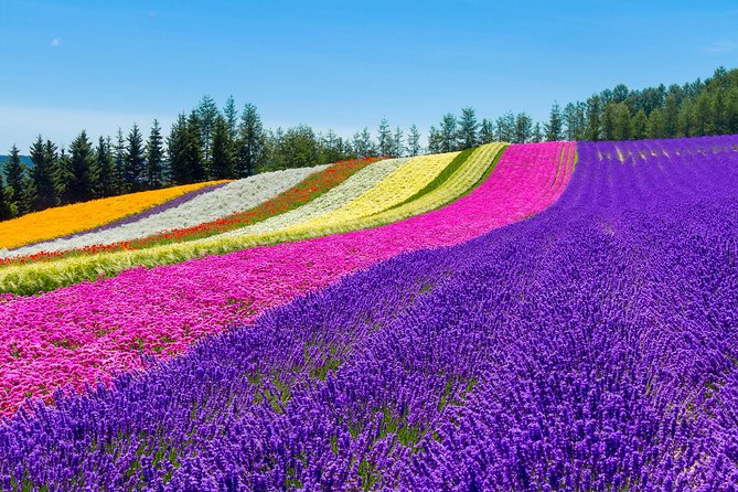 Furano & Biei Customised Private Day Tour (Up to 3 Pax/11 Hours) - Farm Tomita and Furano’s flower season