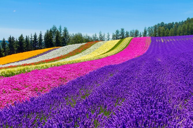 Furano & Biei Customised Private Day Tour (Up to 8 Pax/11 Hours) - Key points to know before booking
