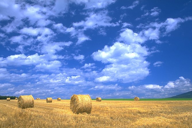 Furano & Biei Customised Private Day Tour (Up to 8 Pax/11 Hours) - Farm Tomita and the best time for lavender