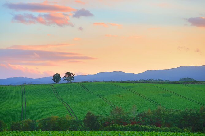 Furano Biei Tour Sapporo DEP: English Speaking Driver, No Guide - Key points to know before booking