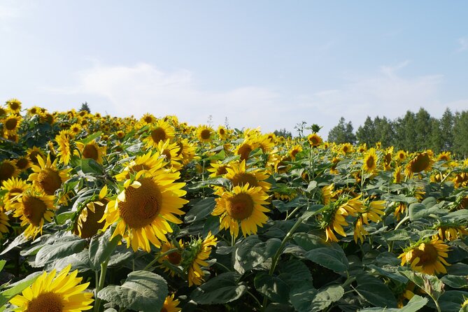 Furano Biei Tour Sapporo DEP: English Speaking Driver, No Guide - Ningle Terrace: forest shops and an easy change of pace