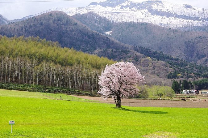 Furano Private Customizable Full Day Tour - Booking early protects your choices