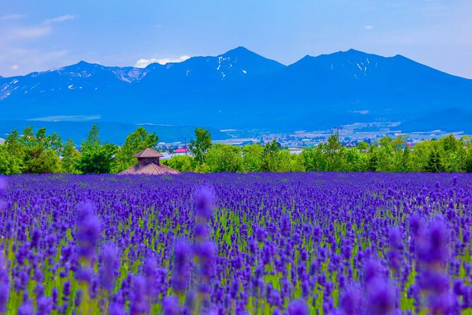 Furano Private Customizable Half Day Tour - The English-style garden and its ¥300 admission