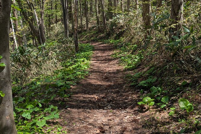 Guided Shioya Maruyama Hike with Scenic Views and Snacks - Climbing Through the Forest