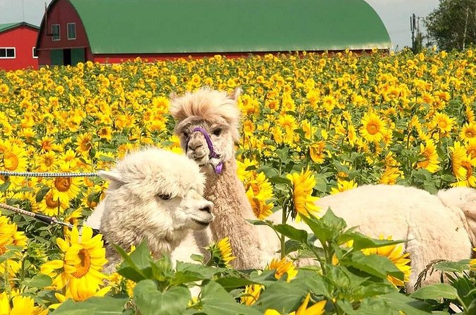 Hokkaido, Asahikawa Zoo Classic Day Tour With Optional Snomobile - Shirogane Blue Pond is made for photographs