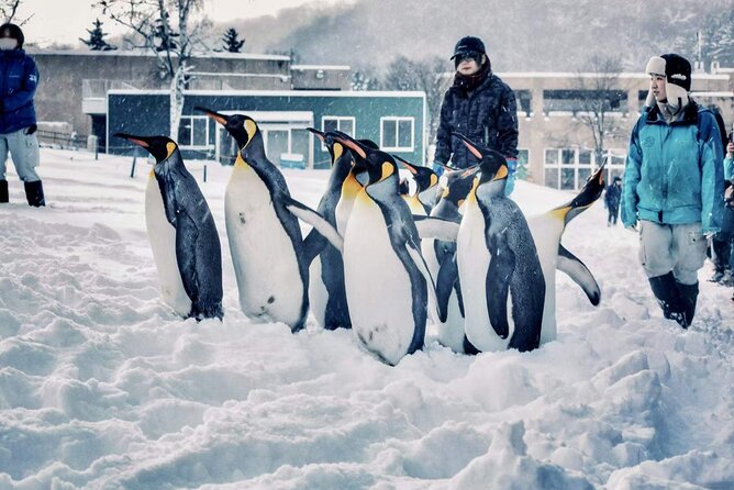 Hokkaido, Asahikawa Zoo Classic Day Tour With Optional Snomobile - What $125 includes, and what it does not