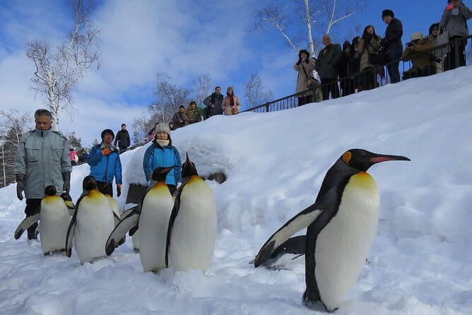 Hokkaido Asahiyama Zoo and Blue Pond Elf Terrace Day Trip - Key points to know before booking