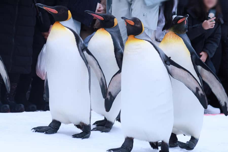 Hokkaido Asahiyama Zoo& Biei Blue pond Tour with Local Guide - Asahiyama Zoo and the Glass Penguin Tunnel