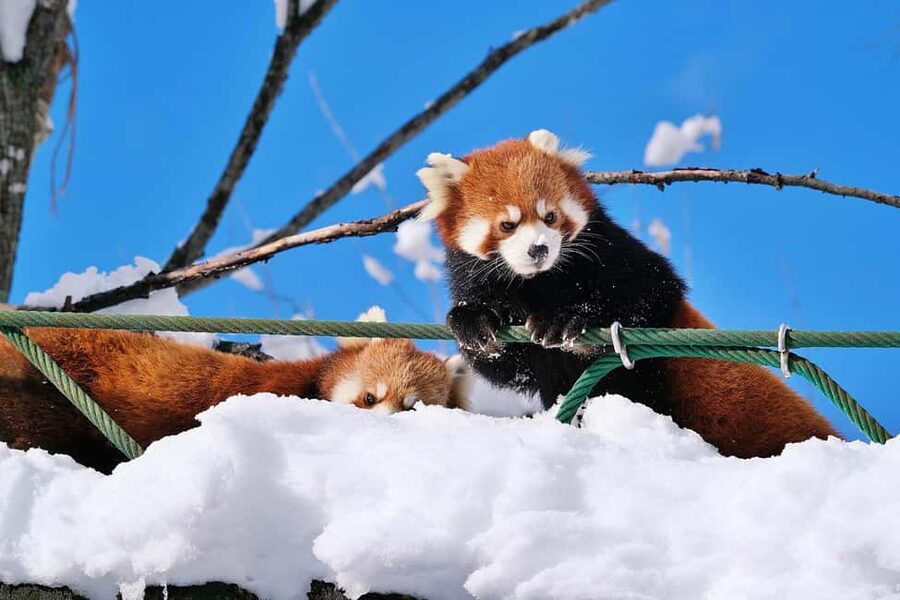 Hokkaido Asahiyama Zoo, Icebreaker GARINKO GO Sunset Tour - Why this winter combination works