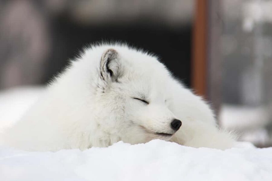 Hokkaido Asahiyama Zoo, Icebreaker GARINKO GO Sunset Tour - Is $161 good value?