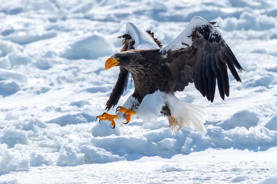 Hokkaido Asahiyama Zoo, Icebreaker GARINKO GO Sunset Tour - Who should book this experience?