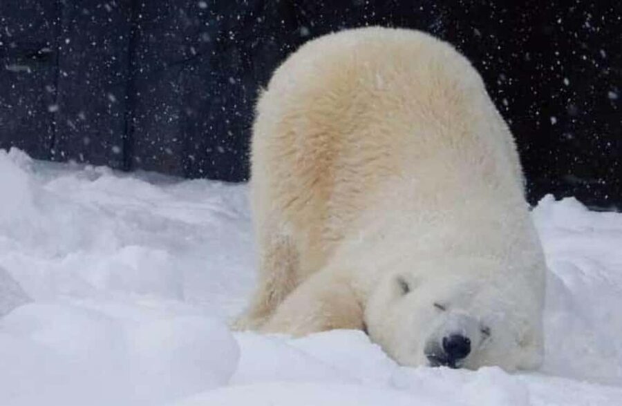 Hokkaido Asahiyama Zoo, Icebreaker GARINKO GO Sunset Tour - Meeting in Sapporo at 8:20 a.m.