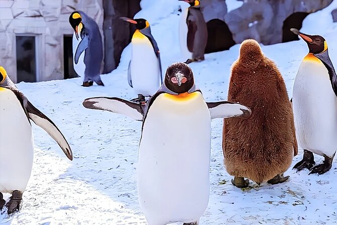 Hokkaido Asahiyama Zoo Ningle Terrace Day trip - Key points to know before booking