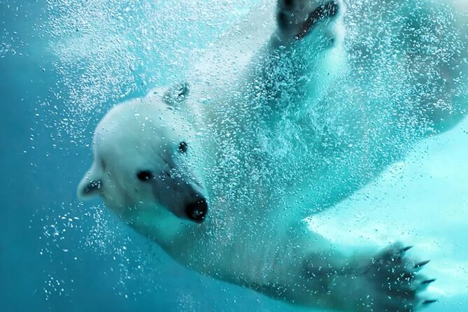 Hokkaido Asahiyama Zoo Ningle Terrace Day trip - Why this Sapporo day trip works