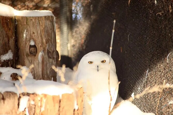 Hokkaido Asahiyama Zoo Ningle Terrace Day trip - Shikisai no Oka and the changing seasonal plan