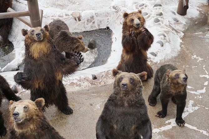 Hokkaido: Bear Park and Jigokudani Hell Valley Tour - Key points to know before booking
