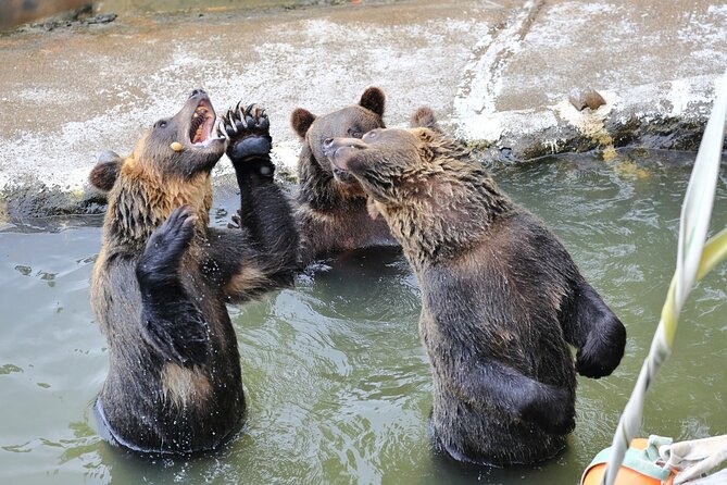 Hokkaido: Bear Park and Jigokudani Hell Valley Tour - Is $179.68 per person good value?