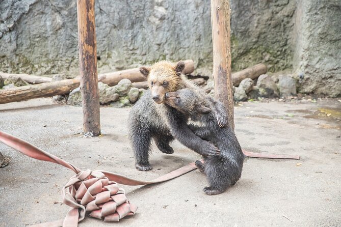 Hokkaido: Bear Park and Jigokudani Hell Valley Tour - Timing, access, and practical planning
