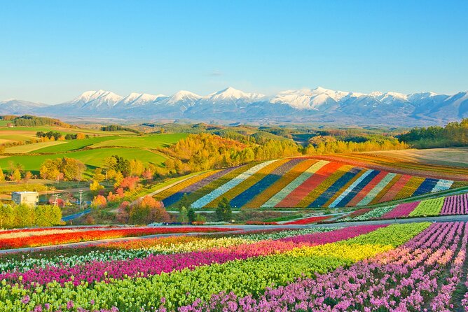 Hokkaido Biei Blue Pond Furano Flower Farm Ningle Terrace Trip - A full day from Sapporo to Biei and Furano