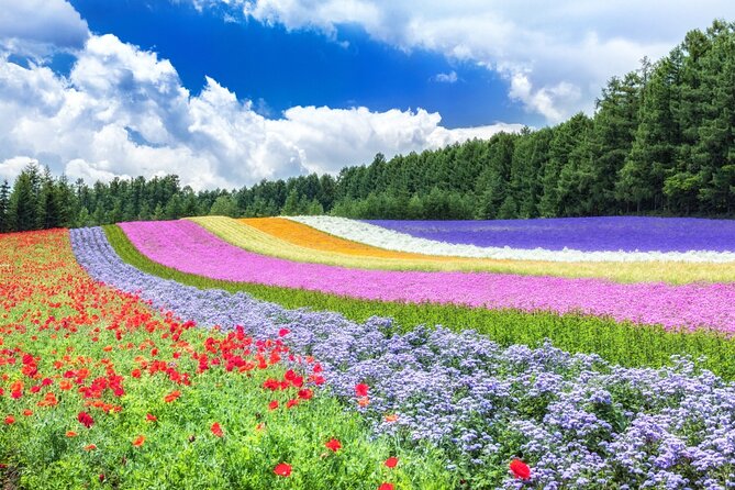 Hokkaido Biei Blue Pond Furano Flower Farm Ningle Terrace Trip - Hami melon and other seasonal purchases