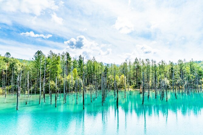 Hokkaido Biei Blue Pond Furano Flower Farm Ningle Terrace Trip - What the $98.01 price really buys you