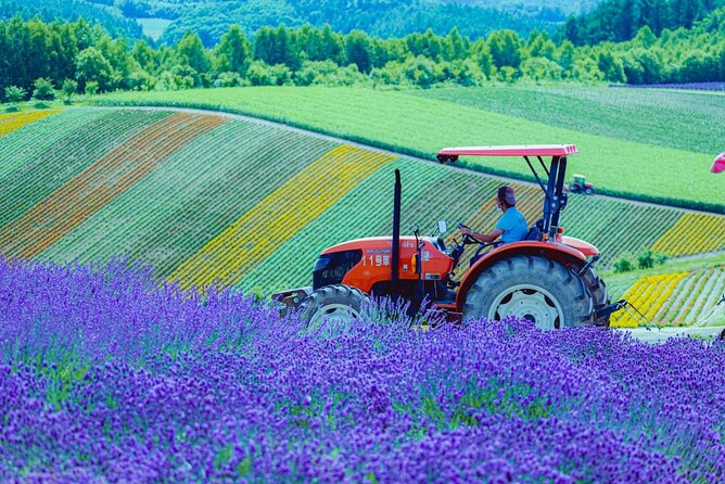 Hokkaido Biei Blue Pond Furano Flower Farm Ningle Terrace Trip - Who will get the most from this Hokkaido day trip