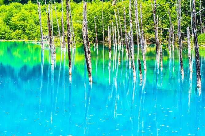 Hokkaido Biei Blue Pond Furano Flower Farm Ningle Terrace Trip - Practical tips for making the day smoother