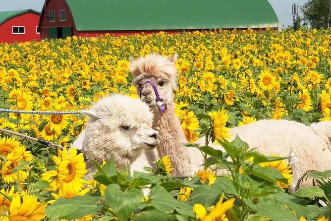 Hokkaido Biei Blue Pond Furano Flower Farm Ningle Terrace Trip - Farm Tomita on Tuesdays, Thursdays, and Saturdays