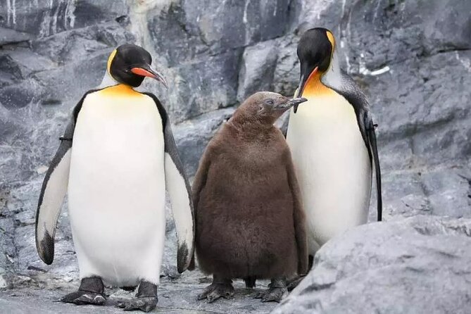 Hokkaido Day Tour from Sapporo: Asahiyama Zoo, Blue Pond Japan - Thirty minutes at Shirahige Falls