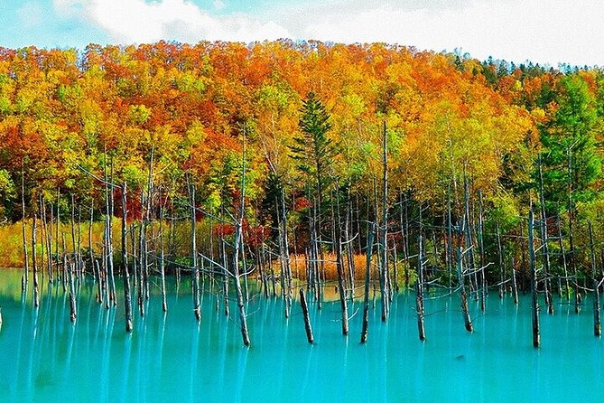 Hokkaido Day Trip From Sapporo, Asahiyama Zoo to Ningle Terrace - Key points to know before booking