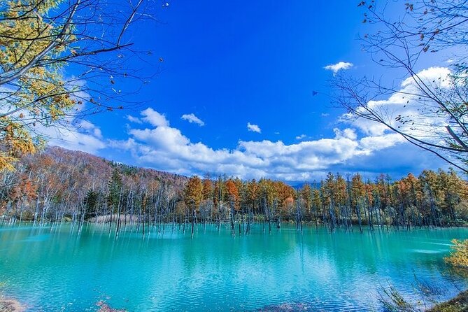 Hokkaido Day Trip From Sapporo, Asahiyama Zoo to Ningle Terrace - Why Asahiyama Zoo makes this trip worthwhile