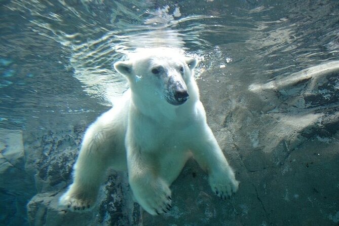 Hokkaido Day Trip From Sapporo, Asahiyama Zoo to Ningle Terrace - The 8:00 am start in central Sapporo