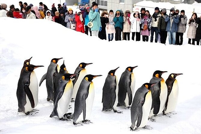 Hokkaido Day Trip From Sapporo, Asahiyama Zoo to Ningle Terrace - What the $81.50 price really covers