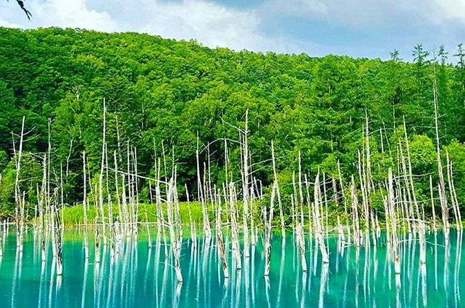 Hokkaido Farm Tomita Shikisai Hill Waterfall& Blue Pond Day Tour - Timing, seasons, and the fixed schedule