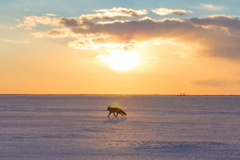 Hokkaido: Frozen Sea Walking Adventure of Notsuke Peninsula - Why Hyōheisen feels unlike an ordinary snow walk