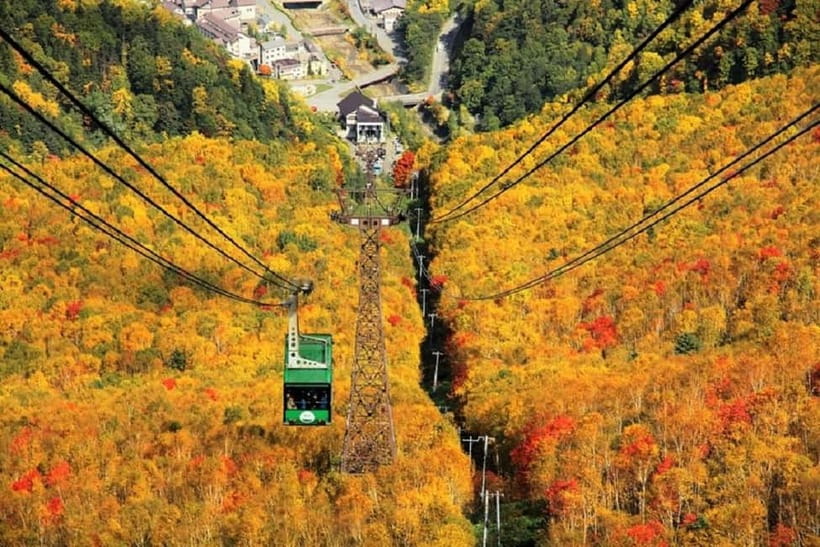 Hokkaido│Kurodake Ropeway, Asahiyama Zoo Autumn Leaves Tour - Asahiyama Zoo’s polar bears and penguins