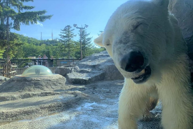 Hokkaido│Kurodake Ropeway, Asahiyama Zoo Autumn Leaves Tour - The coach time is part of the bargain