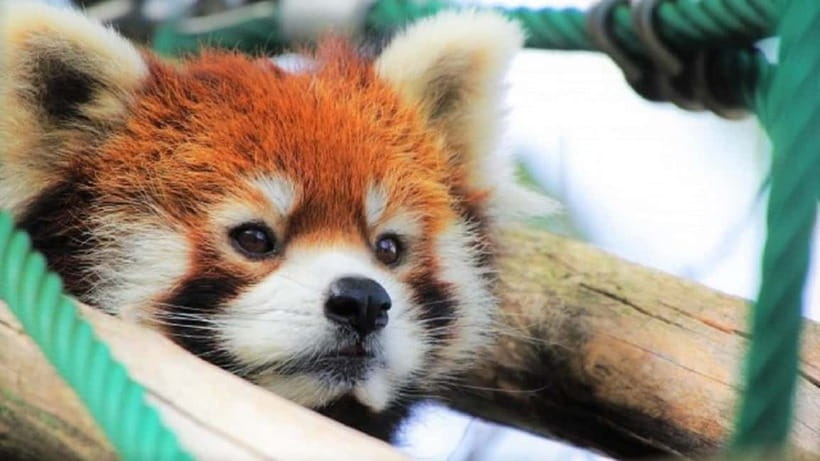 Hokkaido│Kurodake Ropeway, Asahiyama Zoo Autumn Leaves Tour - Should you book it?